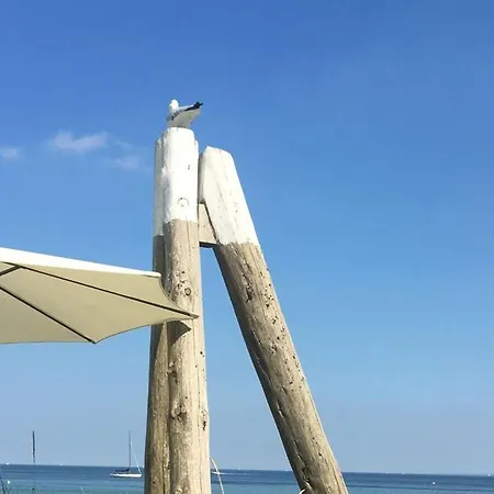 Strandmoewe